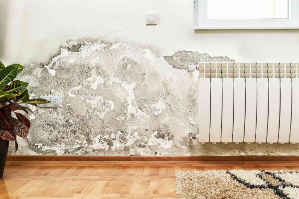 damp repair